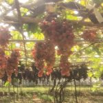 Investment Fruits Production