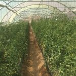 Agricultural Experiment To