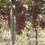 Welcome In AgroGlobal