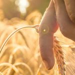 Importing and selling high quality agricultural